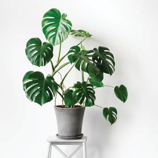 Cây giống trầu bà Nam Mỹ lá xẻ Monstera Deliciosa - cây phong thủy nội thất sân vườn