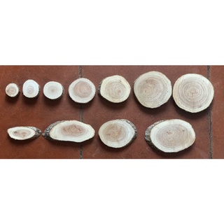 Khoanh gỗ tròn, vát trang trí 3-4cm