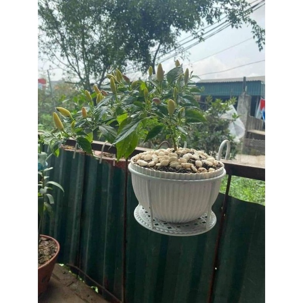 CHẬU TRÒN TRỒNG HOA KẺ SỌC KÈM DÂY TREO 20*13CM