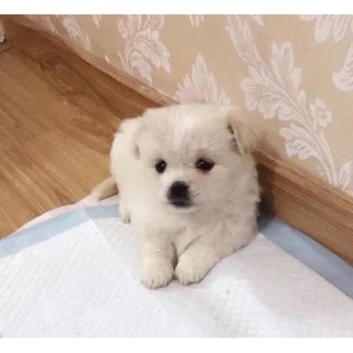 Tấm lót vệ sinh cho thú cưng🐶🐱🐰 [Real]