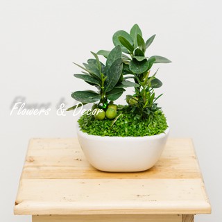 Cây Tài Lộc Phong Thủy (𝙂𝙞𝙖𝙤 𝙝𝙖̀𝙣𝙜 𝙨𝙞𝙚̂𝙪 𝙩𝙤̂́𝙘 1𝙝)