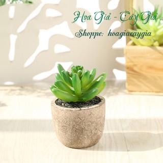 Cây giả - Chậu Sen đá Xơ dừa (cả cây và chậu)
