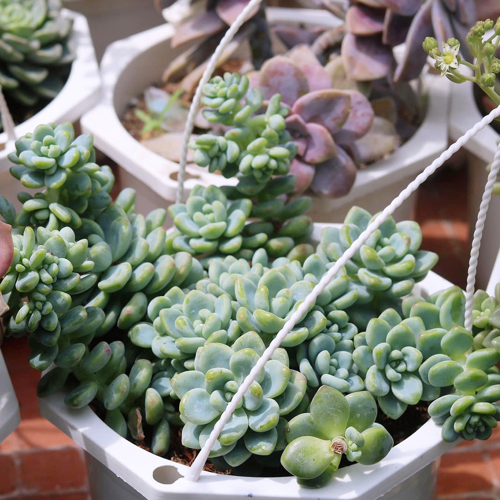 Sen đá size to chậu 20cm nhiều loại