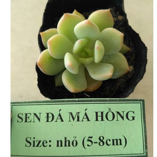 Sen đá má hồng - size nhỏ