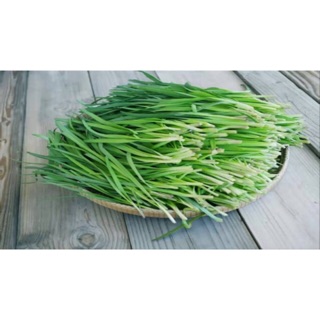 Hạt giống hẹ cao sản ( ảnh nhà trồng )