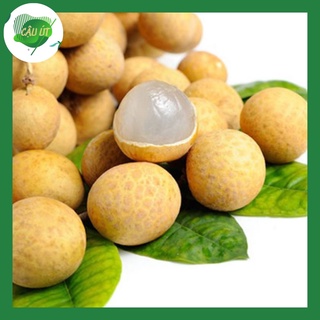[GIẢM 10K ĐƠN 200K] Nhãn xuồng cơm dày hạt lép - 30k/kg