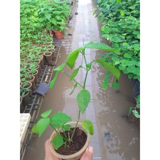 Cây Lá Cẩm