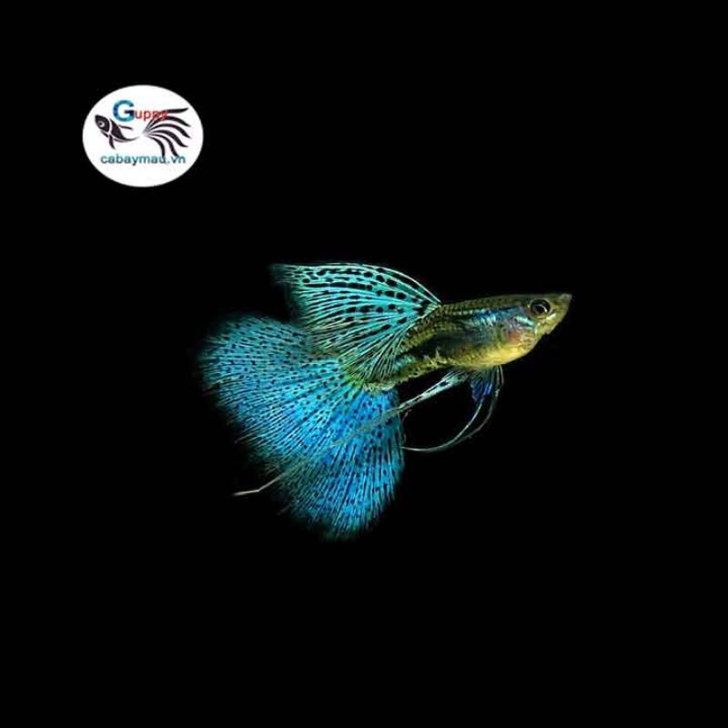 Cá 7 Màu Blue Grass Ribon (89k/cặp)