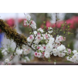 BẦU CÂY GIỐNG NHẤT CHI MAI