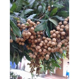 Long Nhãn Hưng Yên - Ngọc Ánh