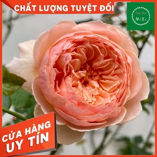 Cây Hoa Hồng Ngoại Masora Hoa hồng Nhật Màu vàng mơ Hoa hồng ngoại Masora rose Phù Hợp Sân, Vườn