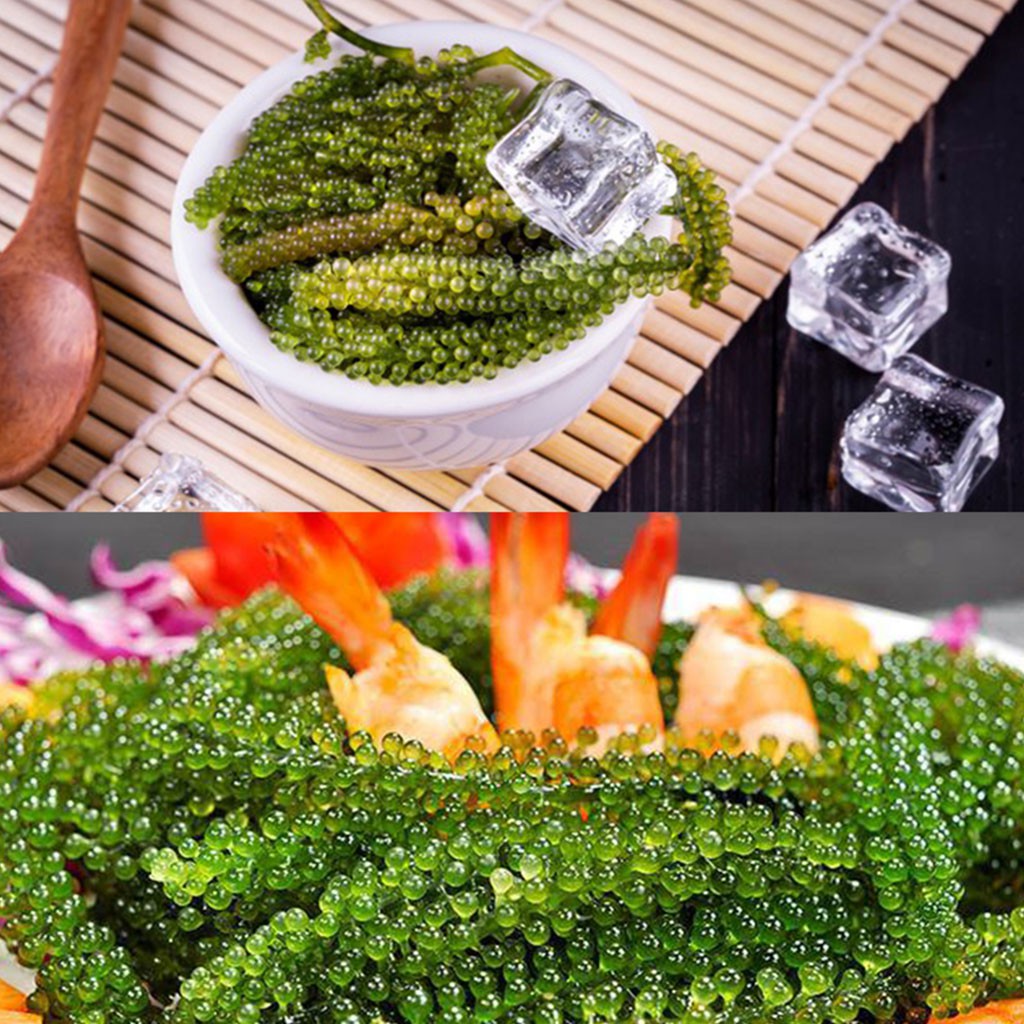 Rong nho biển 📛 Green Food 📛 rông nho, gói 100g, lợi ích và tác dụng của rong nho:tốt cho sức khỏe (mua 1 tặng 1 sốt mè)