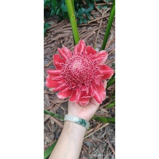 Hoa sen đa lộc (bầu đơn)