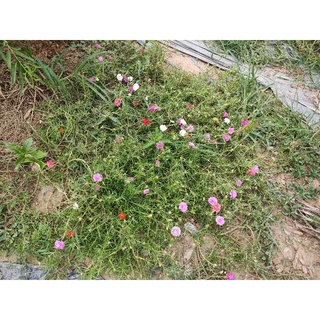 cây hoa mười giờ kép mix màu [1kg]