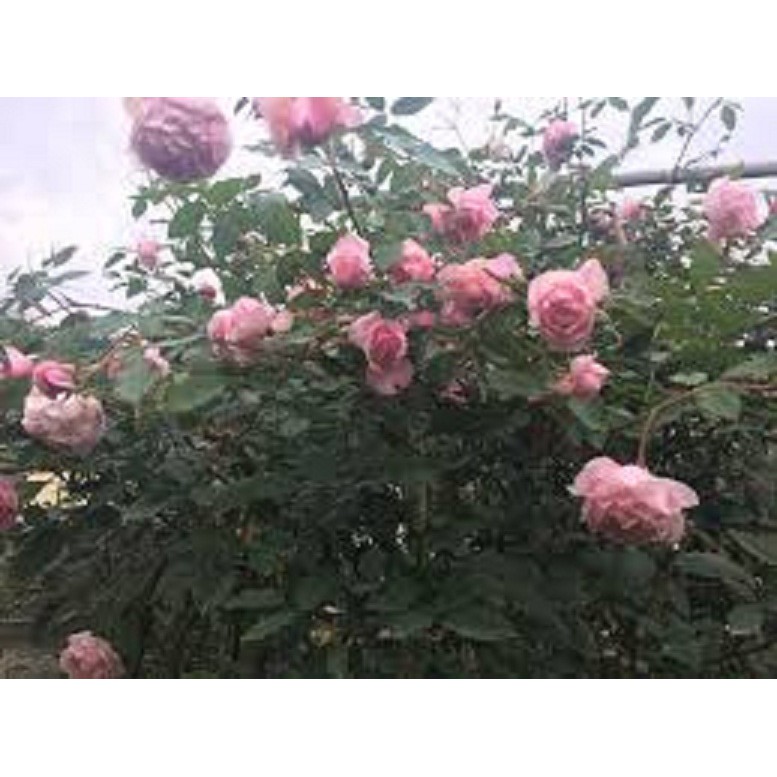 COMBO 3 CÂY GIỐNG Hoa hồng điều CỔ– giống hoa hồng truyền thống quý hiếm của Việt Nam