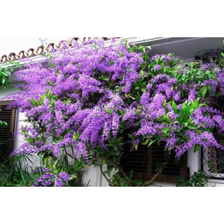 Cây mai xanh thái giống trồng trong bịch đen thích hợp trang trí ban công sân vườn (Ảnh Thật)