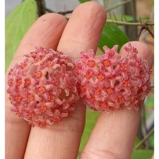 Cẩm cù Hoya Camphorifolia hoa thơm
