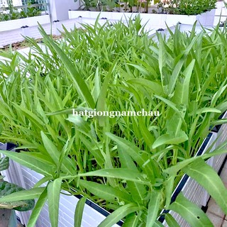 1KG - HẠT GIỐNG RAU MUỐNG LÁ TRE NĂM CHÂU