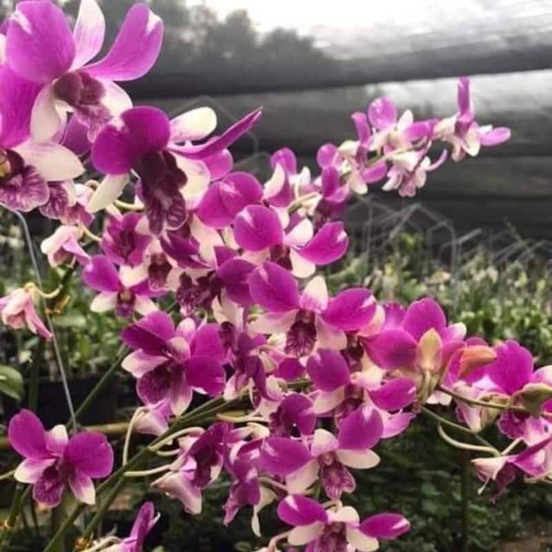 Hoa lan denro đồng xu