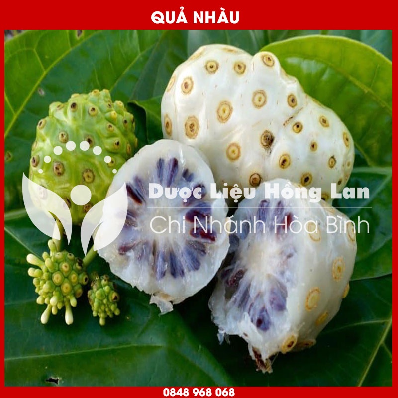 Quả Nhàu khô sạch loại 1 - Hàng Chính Hãng