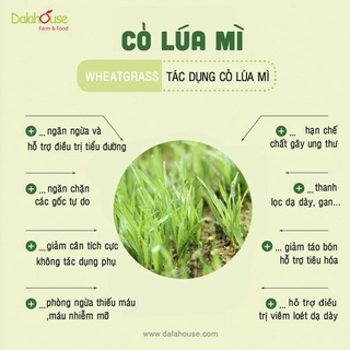 Lon Bột Cỏ Lúa Mì Dalahouse Hữu Cơ Hộp 120g
