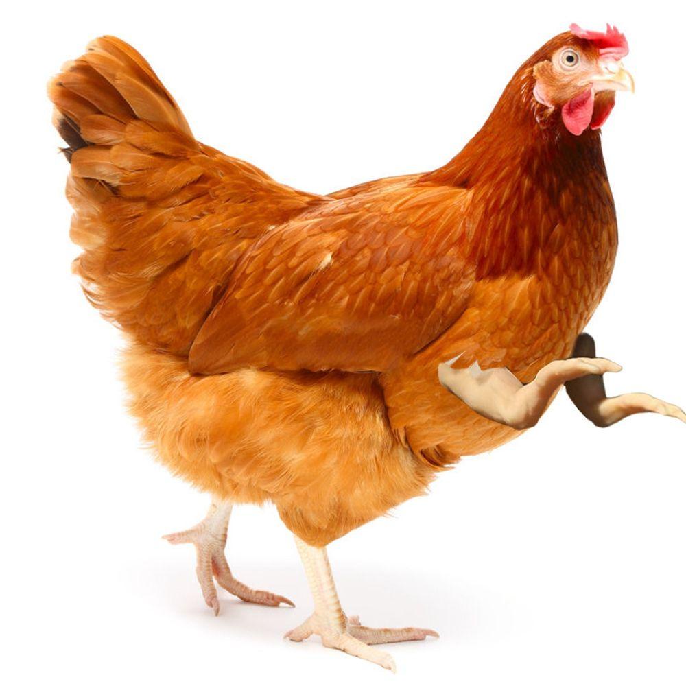 AUGUSTINA Đồ Chơi Cánh Tay Gà T-Rex Không Độc Hại Dùng Trang Trí