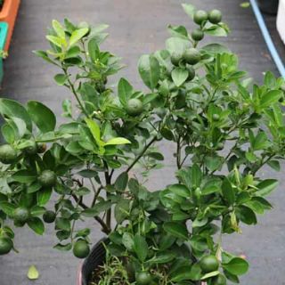 Tách ( Hạnh) chiếc cành) đang trái nhiều.