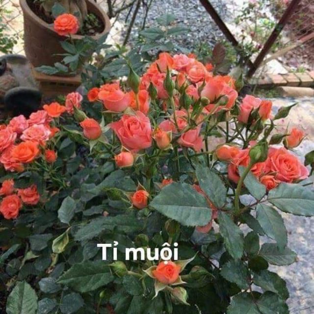 Hạt Giống Hoa Hồng Tỉ Muội Mix Đủ Màu