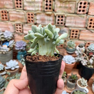 Sen đá giọt lệ cres. Gốc bự.