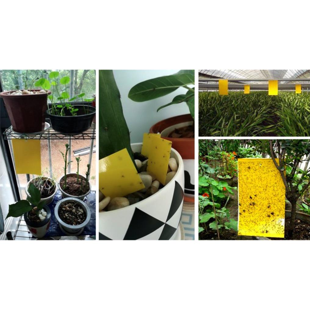 [Tặng kèm dây treo] Miếng bẫy dính ruồi vàng, dính côn trùng 2 mặt siêu dính 20x25cm