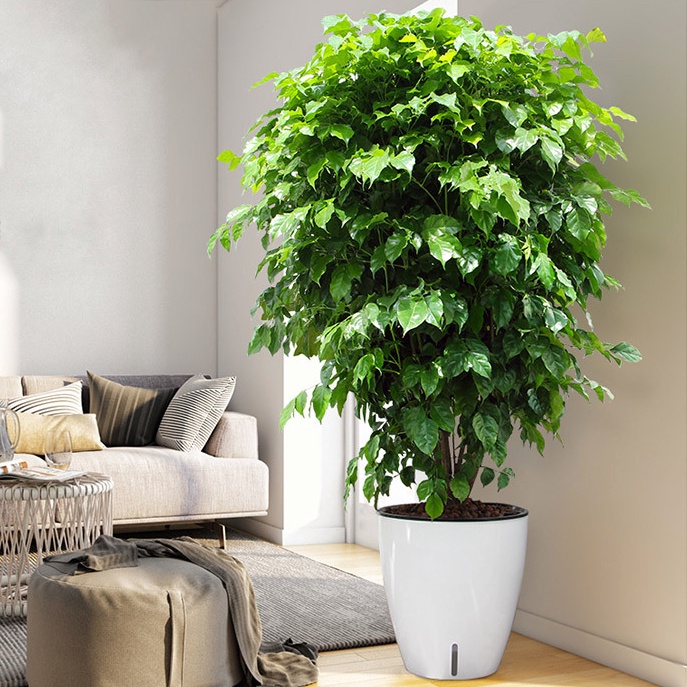 Chậu trồng cây H103 Màu Trắng. Chậu trồng cây cảnh thông minh tự tưới