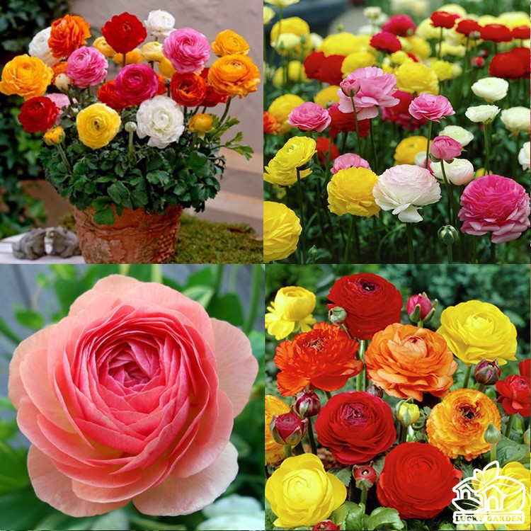 Hạt giống hồng ri tư 20 hạt nhiều màu
