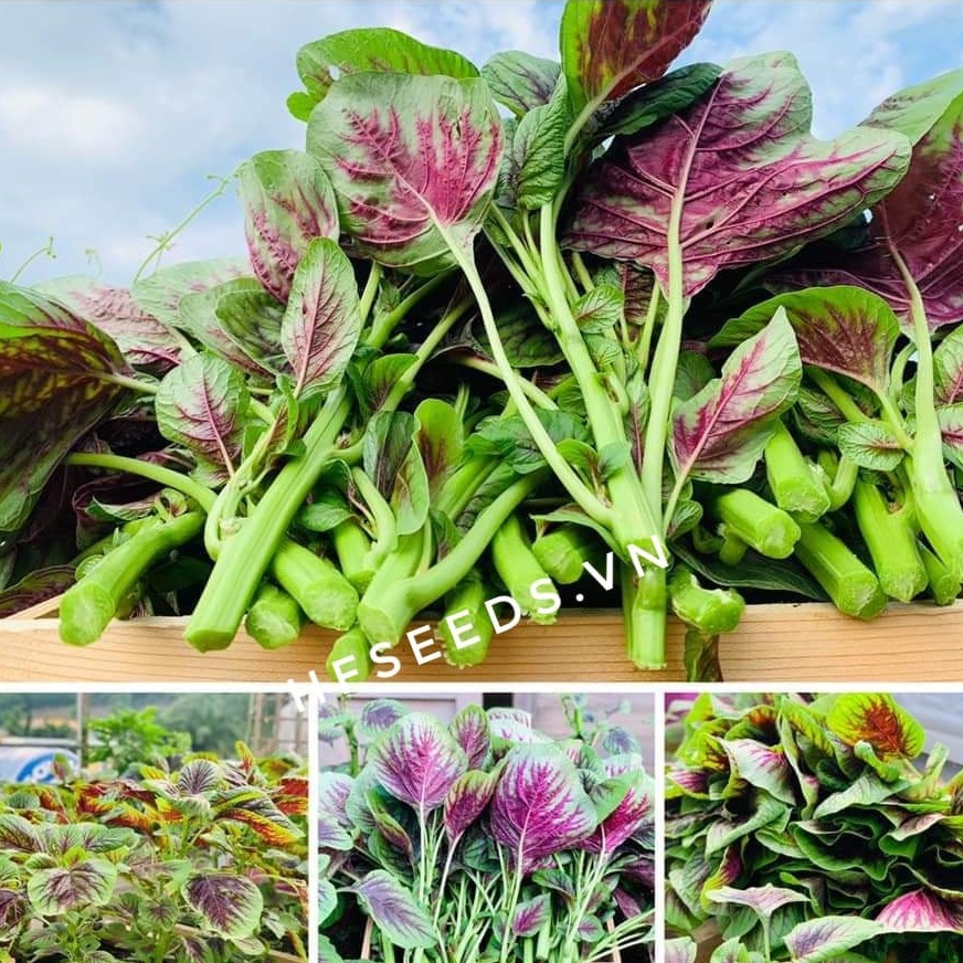 Gói 1000 hạt giống rau dền khoang - tỷ lệ nãy mầm 90%