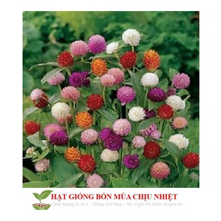 Hạt giống cúc bách nhật mini mix màu ĐẾN MÙA TRỒNG TẾT luckyseed hạt siêu rẻ