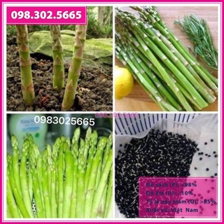Hạt giống măng tây xanh gói 1g
