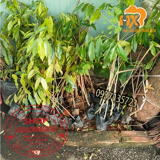 combo 5 cây  gió bầu cây giống