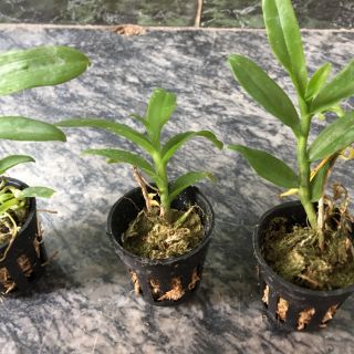 Phi điệp 5 cánh trắng phú thọ ( combo 2 cốc )