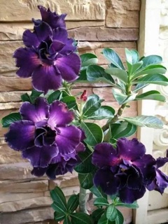 HẠT GIỐNG SỨ THÁI KÉP ( 5 hạt)