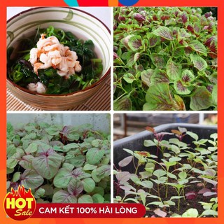 Hạt giống Rau Dền Nhiều Màu ( gói 20 gram)