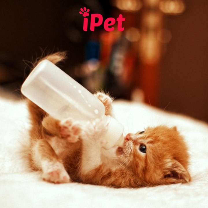 Sữa Bio Milk For Pet Cho Chó Mèo Con Sơ Sinh, Thú Cưng Mang Bầu, Biếng Ăn Cần Bổ Sung Dinh Dưỡng - iPet Shop