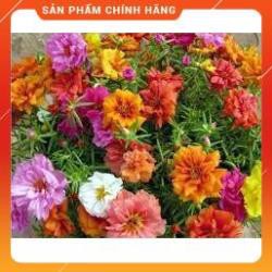 HẠT HOA MƯỜI GIỜ MỸ MIX GÓI 30 HẠT