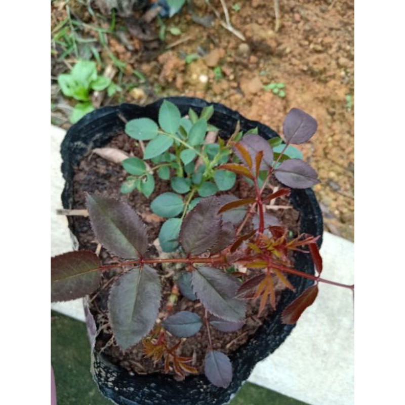 4 TRONG 1 SIÊU BẬT MẦM KÍCH RỄ