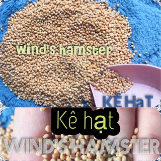(250gr)- Hạt kê bóng vàng- Thức ăn cho Hamster