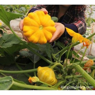 Hạt Giống Bí Đĩa Bay - 10 Hạt