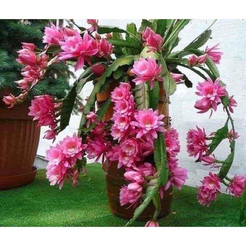 Hoa đại Nhật Quỳnh