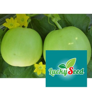Gói 200 hạt giống dưa lê xanh siêu ngọt LUCKYSEED