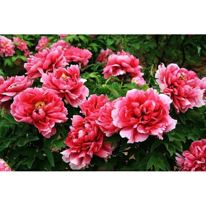 Nước hoa Pivoine_hương hoa mẫu đơn hãng Fragonard Pháp dạng mẫu thử