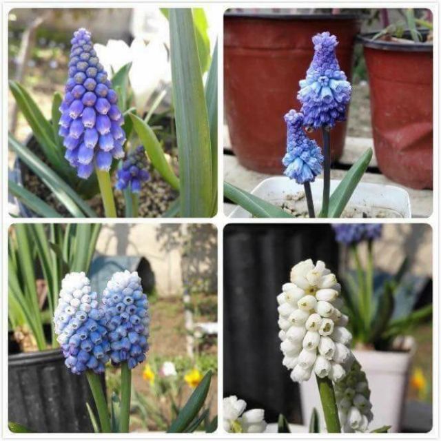 Củ hoa nho lục bình