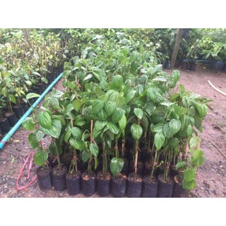 set 3 cây tiêu giống