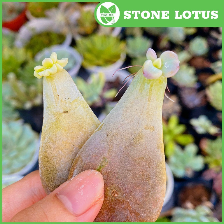 20 Lá Sen Đá Mầm Sen Đá Các Loại To Khỏe - Stone Lotus